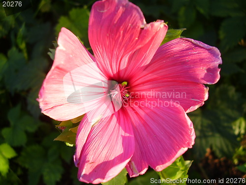Image of Flower
