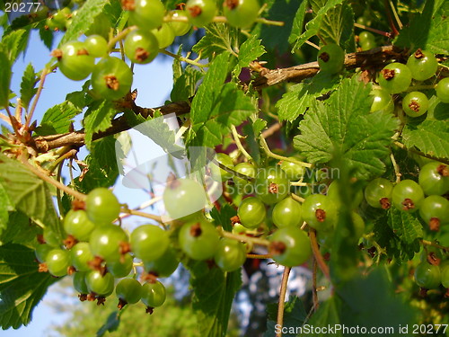 Image of Currant