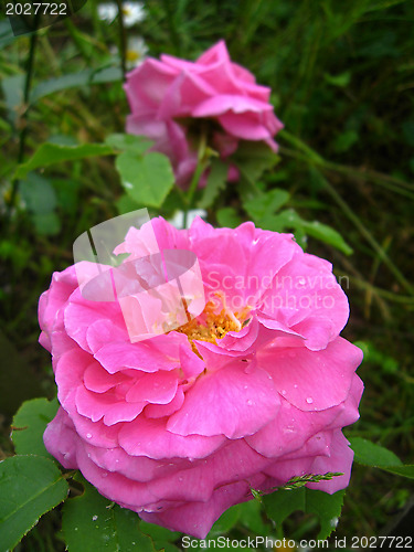 Image of a beautiful flower of red rose