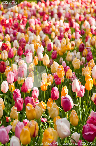 Image of tulips field