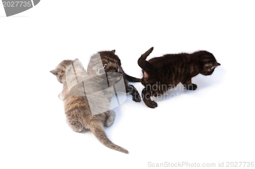 Image of three little kittens