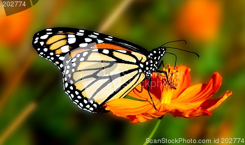 Image of Sweet Nectar