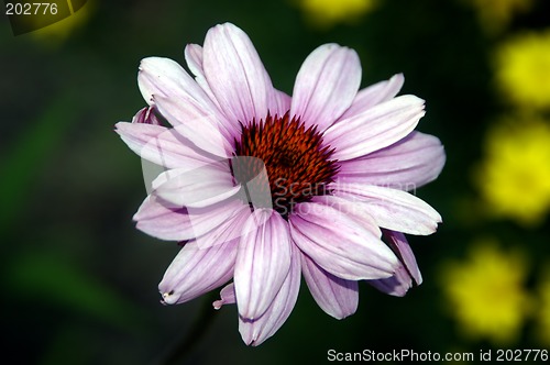 Image of Pink sunflower