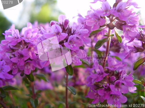 Image of Flowers