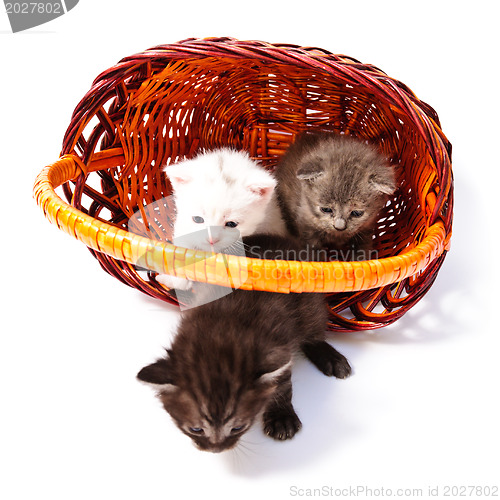 Image of little kittens in basket