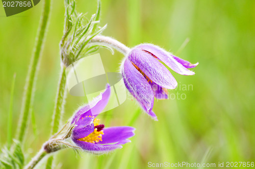 Image of spring field flowers