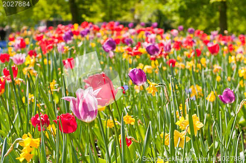 Image of tulips field