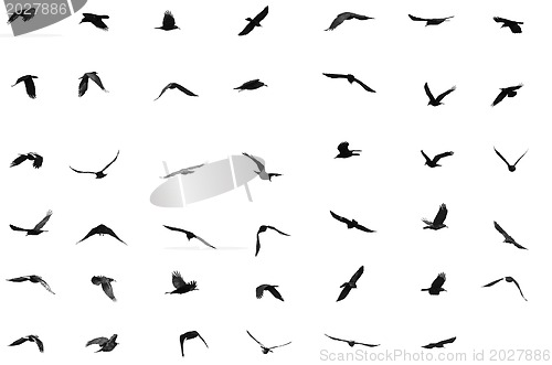 Image of  birds