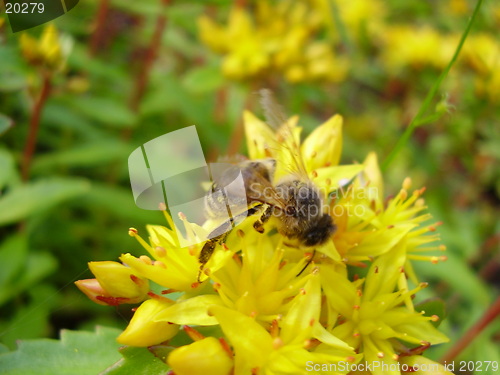 Image of Flower and a wasp