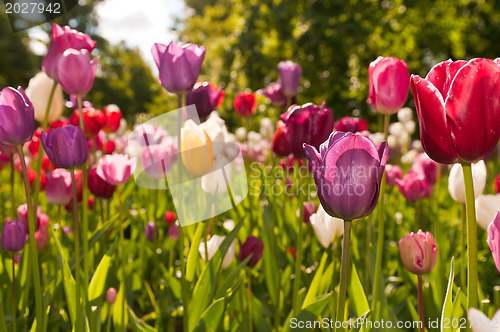 Image of tulips field