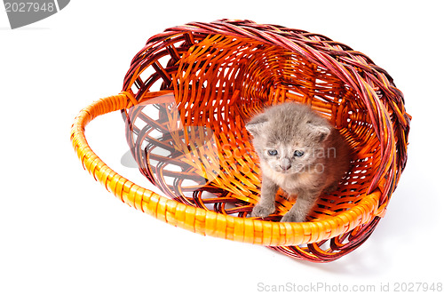 Image of little kitten in basket