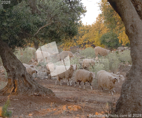 Image of Flock of milking ewes at dawn