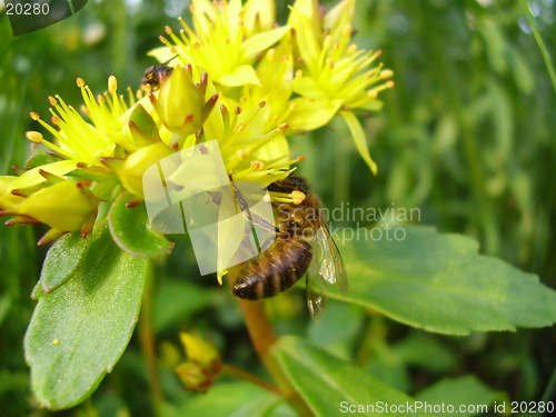 Image of Flower and a wasp