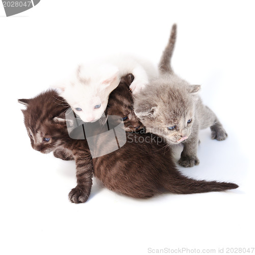 Image of four small kittens