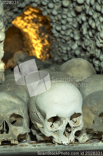 Image of  skull