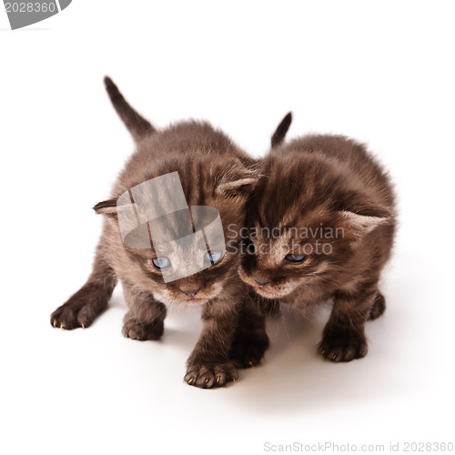 Image of grey twins kittens