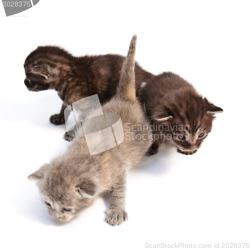 Image of little kittens