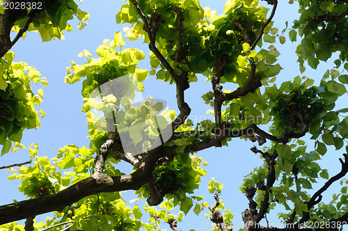 Image of green leaves