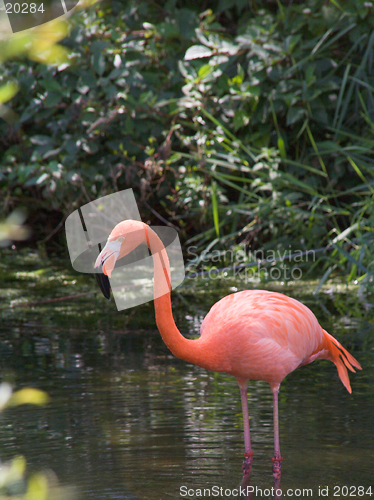 Image of Flamingo standing straight