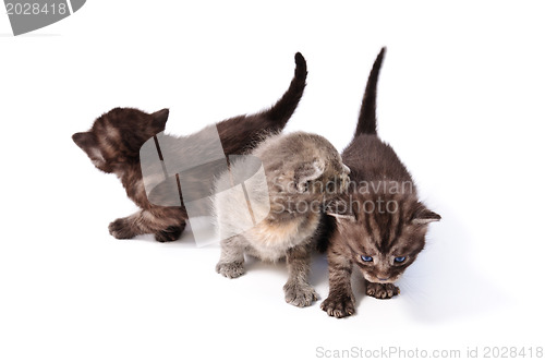 Image of three little kittens