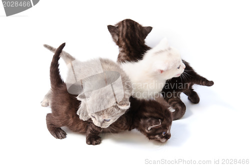 Image of little kittens play