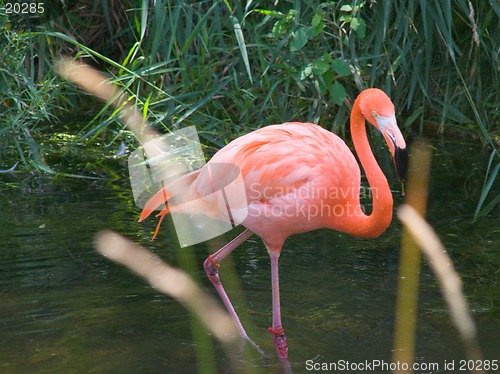 Image of Flamingo walking through water