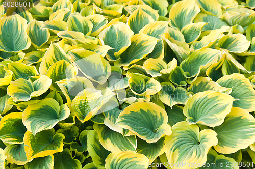 Image of hosta leaves