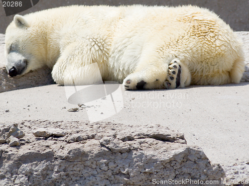 Image of Polar bear snoozing on rocks