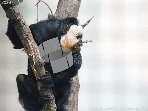 Image of White faced Saki monkey in a tree