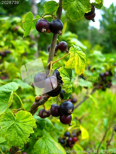 Image of Berry of a black currant in a hand