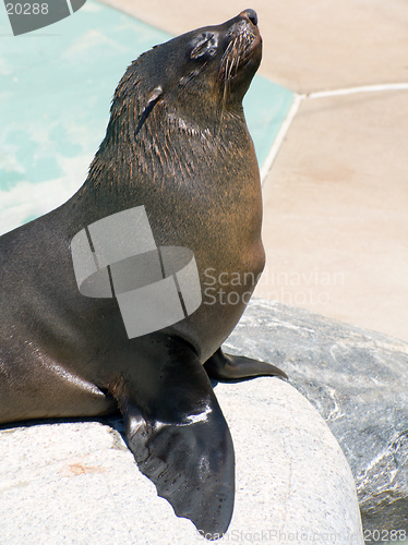 Image of Seal posing on a rock