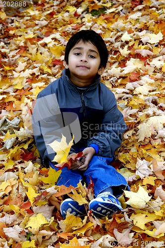 Image of Fallen Leaves