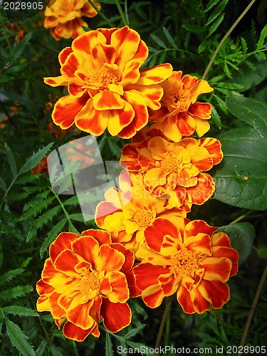 Image of A beautiful flowers of tagetes