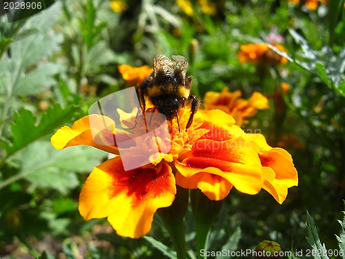 Image of Bumblebee in a flower of lilac tagetes