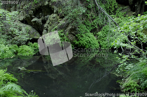 Image of Jungle or Forest