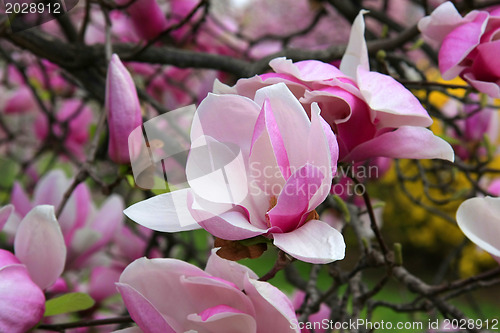 Image of Magnolia