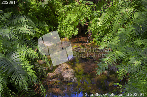 Image of Jungle or Forest