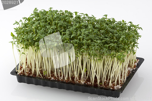 Image of Cress in a box