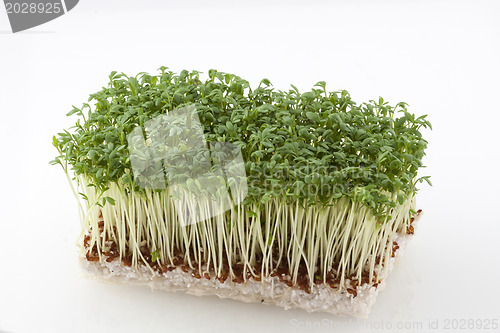 Image of Fresh cress