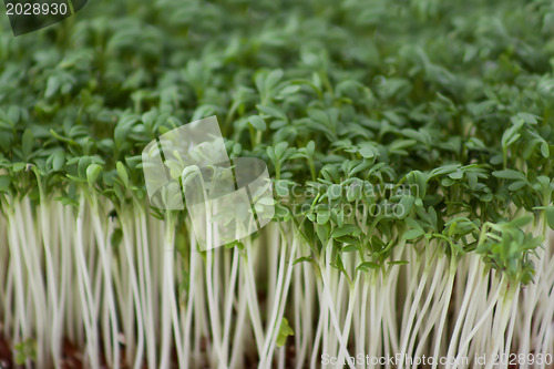 Image of Macro of cress