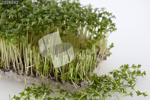 Image of Partly cut cress