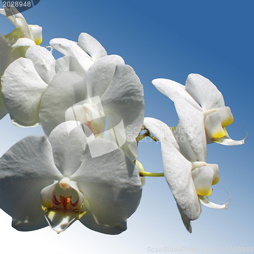 Image of White Orchids