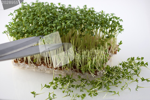 Image of Preparing the salad