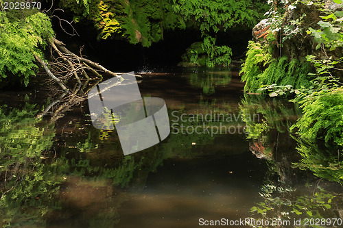 Image of Jungle or Forest