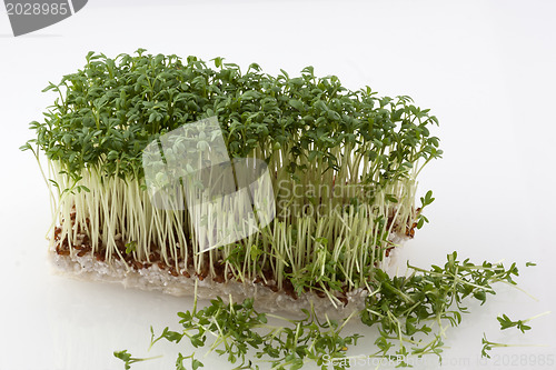 Image of Partly cut cress