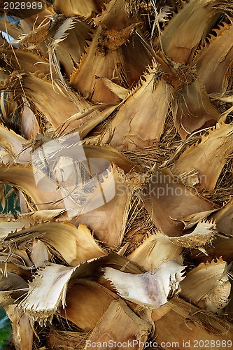 Image of Palm tree trunk