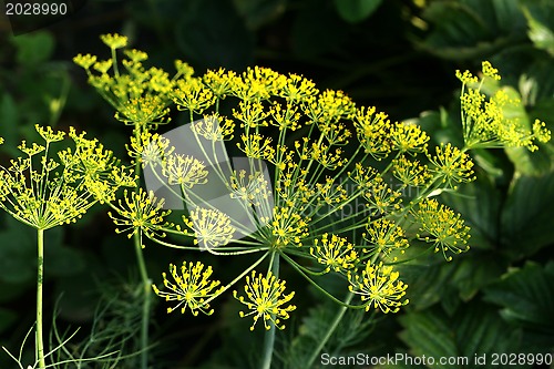 Image of Dill flower