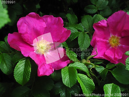 Image of Dog roses