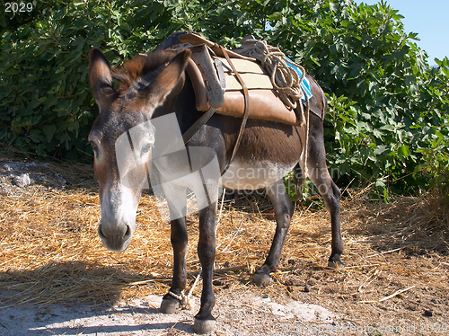 Image of Donkey at work in Crete