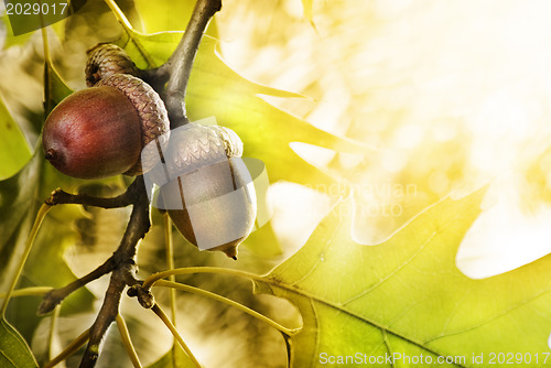 Image of Oak tree